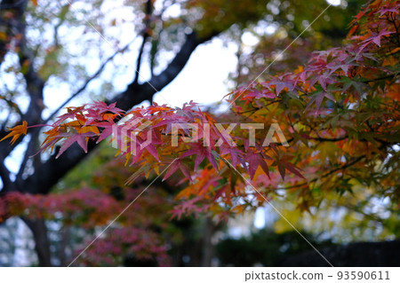 The arrival of autumn: the colored leaves of Fukuoka Maizuru Park 93590611