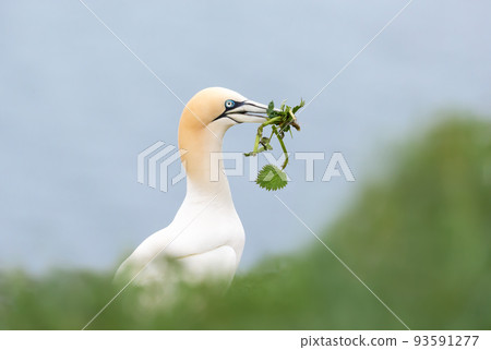 Northern gannet with nesting material in the beak 93591277