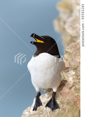 Razorbill with an open beak on the cliff edge against blue background 93591285