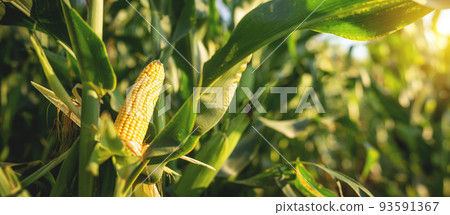 A selective focus picture of corn cob in organic corn field A selective focus picture of corn cob in organic corn field 93591367