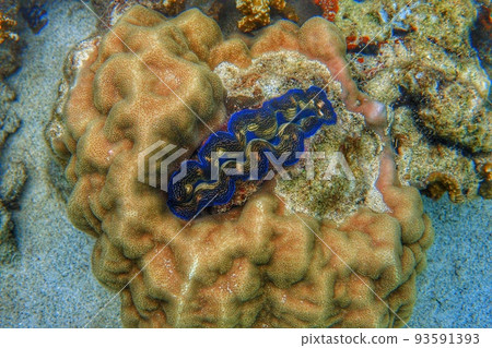 Coral and giant clam Coral and giant clam 93591393