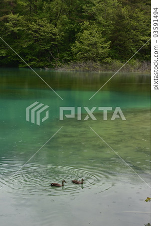 Tohoku, Fukushima, Urabandai, Goshiki-numa, nature, walking trail, Mt. Bandai, highland, lake, resort, eruption, lake 93591494