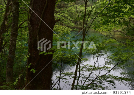 東北、福島、浦萬代、五色沼、自然、步行道、萬代山、高原、湖泊、度假區、火山噴發、湖泊 93591574