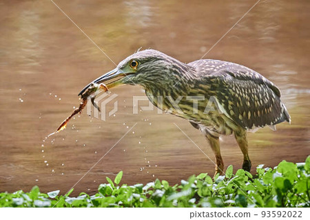 young night heron eating a frog 93592022
