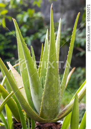 Aloe vera 93592071
