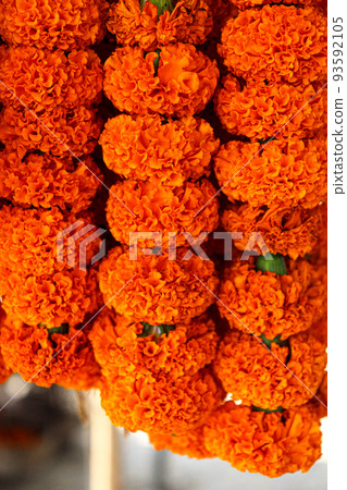 marigold flower stock on tree 93592105