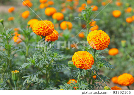 marigold flower stock on tree 93592106