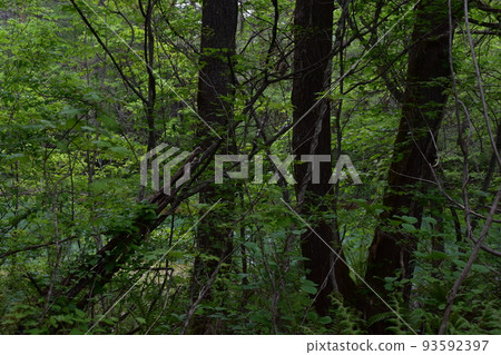 Tohoku, Fukushima, Urabandai, Goshiki-numa, nature, walking trail, Mt. Bandai, highland, lake, resort, eruption, lake Tohoku, Fukushima, Urabandai, Goshiki-numa, nature, walking trail, Mt. Bandai, highland, lake, resort, eruption, lake 93592397
