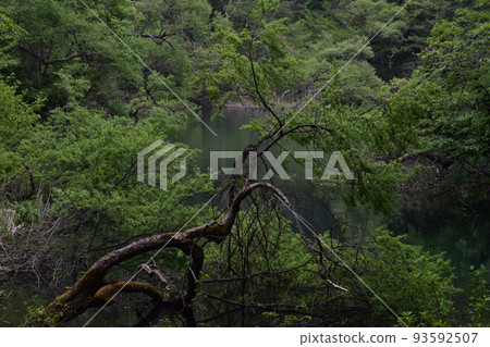 Tohoku, Fukushima, Urabandai, Goshiki-numa, nature, walking trail, Mt. Bandai, highland, lake, resort, eruption, lake Tohoku, Fukushima, Urabandai, Goshiki-numa, nature, walking trail, Mt. Bandai, highland, lake, resort, eruption, lake 93592507
