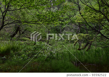 東北、福島、浦萬代、五色沼、自然、步行道、萬代山、高原、湖泊、度假區、火山噴發、湖泊 東北、福島、浦萬代、五色沼、自然、步行道、萬代山、高原、湖泊、度假區、火山噴發、湖泊 93592522