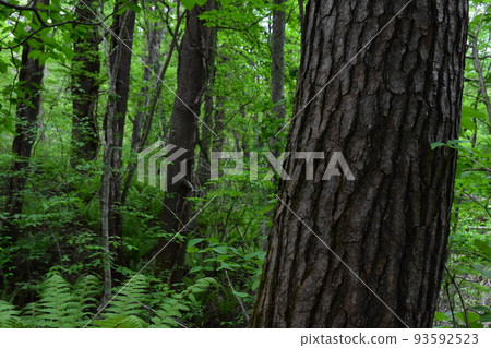 Tohoku, Fukushima, Urabandai, Goshiki-numa, nature, walking trail, Mt. Bandai, highland, lake, resort, eruption, lake Tohoku, Fukushima, Urabandai, Goshiki-numa, nature, walking trail, Mt. Bandai, highland, lake, resort, eruption, lake 93592523