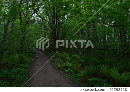 東北、福島、浦萬代、五色沼、自然、步行道、萬代山、高原、湖泊、度假區、火山噴發、湖泊 93592528