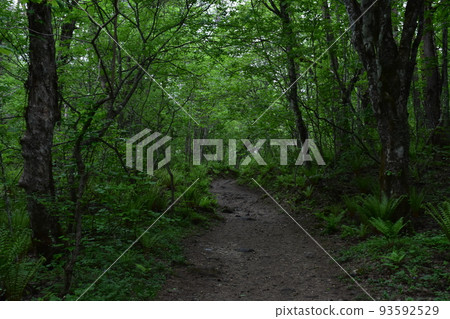 東北、福島、浦萬代、五色沼、自然、步行道、萬代山、高原、湖泊、度假區、火山噴發、湖泊 93592529