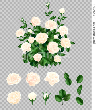 White Rose Bush Collection 93592922