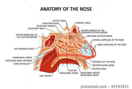 Nose Anatomy Flat Diagram Nose Anatomy Flat Diagram 93593031