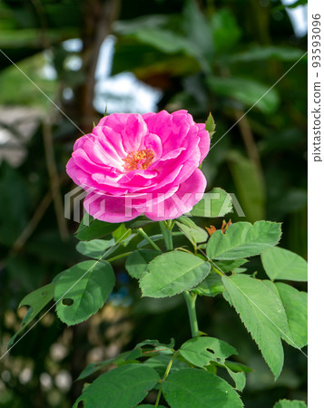 Close up Pink Rose flower with blur background. Close up Pink Rose flower with blur background. 93593096