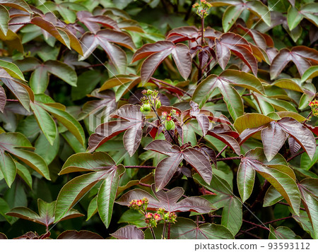 Close up bellyache bush leaves background. 93593112