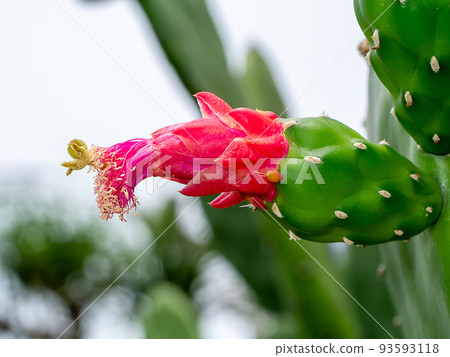 Close up blooming cactus flower on tree with blur background. 93593118