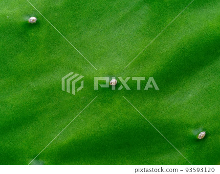 Close up green leaf of cactus background. Close up green leaf of cactus background. 93593120