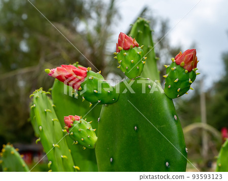 Close up blooming cactus flower on tree with blur background. 93593123