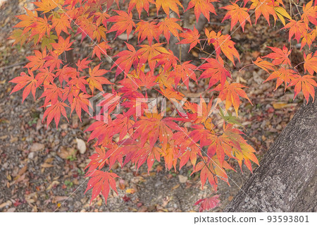 秋天的北野天滿宮,七片大葉楓葉的顏色 秋天的北野天滿宮,七片大葉楓葉的顏色 93593801