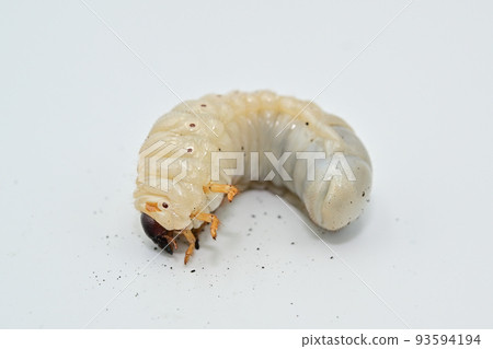 Hercules beetle larva Hercules beetle larva 93594194