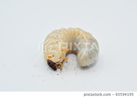 Hercules beetle larva 93594195