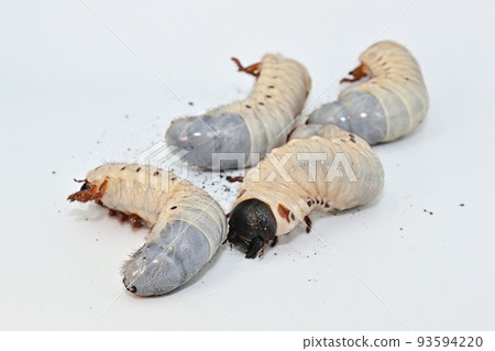 Hercules beetle larva Hercules beetle larva 93594220