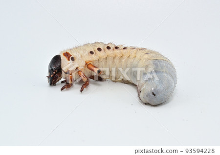 Hercules beetle larva Hercules beetle larva 93594228