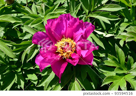 石光寺春天的牡丹花 93594516