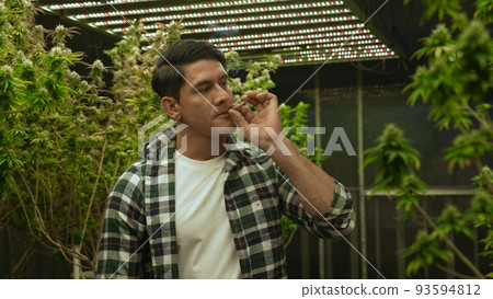 Marijuana farmer smoking rolled marijuana weed joint in curative marijuana farm Marijuana farmer smoking rolled marijuana weed joint in curative marijuana farm 93594812