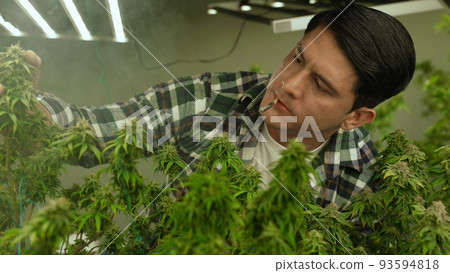 Marijuana farmer smoking rolled marijuana weed joint in curative marijuana farm Marijuana farmer smoking rolled marijuana weed joint in curative marijuana farm 93594818