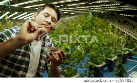 Marijuana farmer tests marijuana buds in curative marijuana farm Marijuana farmer tests marijuana buds in curative marijuana farm 93594825