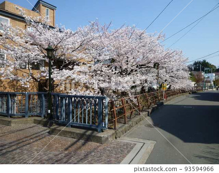 Maruko River Cherry Blossoms (Setagaya Ward, Tokyo) 93594966