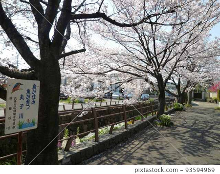 Maruko River Cherry Blossoms (Setagaya Ward, Tokyo) 93594969