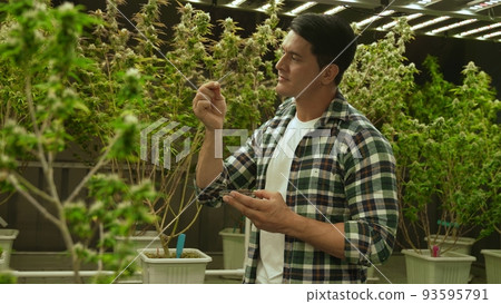 Marijuana farmer tests marijuana buds in curative marijuana farm Marijuana farmer tests marijuana buds in curative marijuana farm 93595791