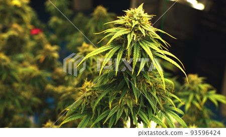 Cannabis plant in curative cannabis weed farm for medical cannabis product Cannabis plant in curative cannabis weed farm for medical cannabis product 93596424