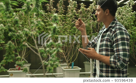 Marijuana farmer tests marijuana buds in curative marijuana farm 93596439