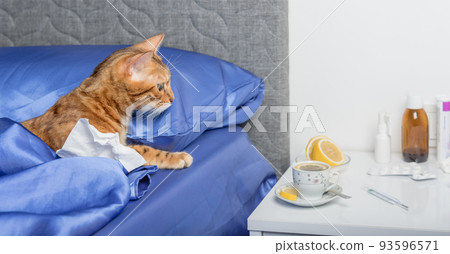 A cat with a handkerchief from a cold in its paws. A cat with a handkerchief from a cold in its paws. 93596571