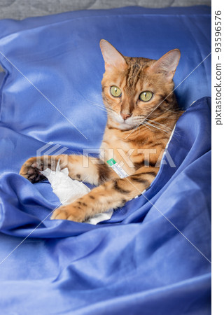 A cat with a thermometer is sick with a cold, flu, fever in bed. A cat with a thermometer is sick with a cold, flu, fever in bed. 93596576