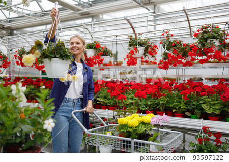 Woman with a cart chooses flowers in a greenhouse 93597122