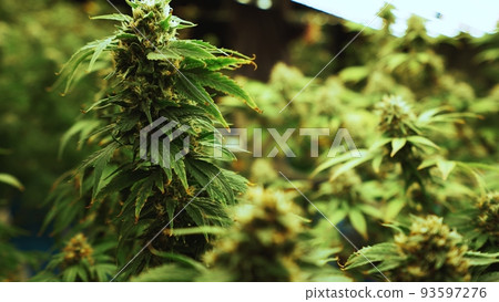 Cannabis plant in curative cannabis weed farm for medical cannabis product Cannabis plant in curative cannabis weed farm for medical cannabis product 93597276