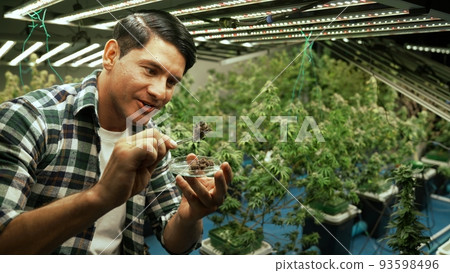 Marijuana farmer tests marijuana buds in curative marijuana farm 93598496