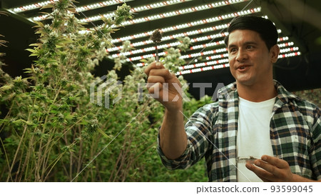 Marijuana farmer tests marijuana buds in curative marijuana farm 93599045