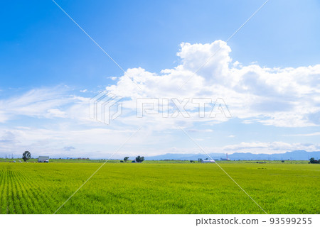 北海道藍天和平原 93599255