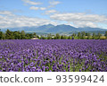 Furano's lavender 93599424