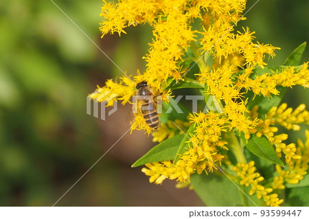 秋季雜草（Goldenia solids） 93599447