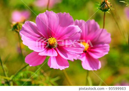 秋天（宇宙：宇宙） 93599983