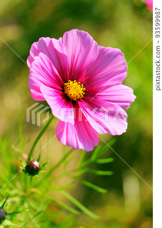 秋天（宇宙：宇宙） 93599987