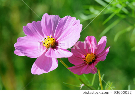 Autumn (cosmos: cosmos) 93600032